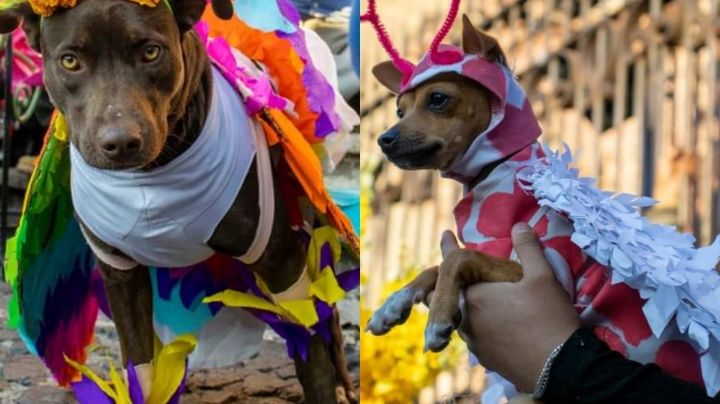 VIDEO: Así se vivió el concurso de disfraces de mascotas en Taxco, mira a los ganadores