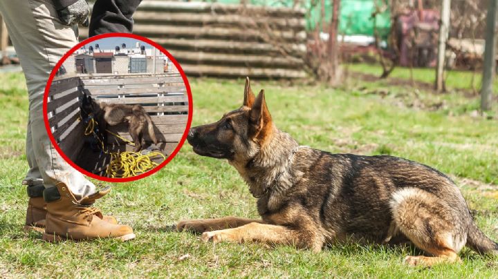 Desnutrido y encerrado, rescatan de maltrato  a perrito belga en Hidalgo