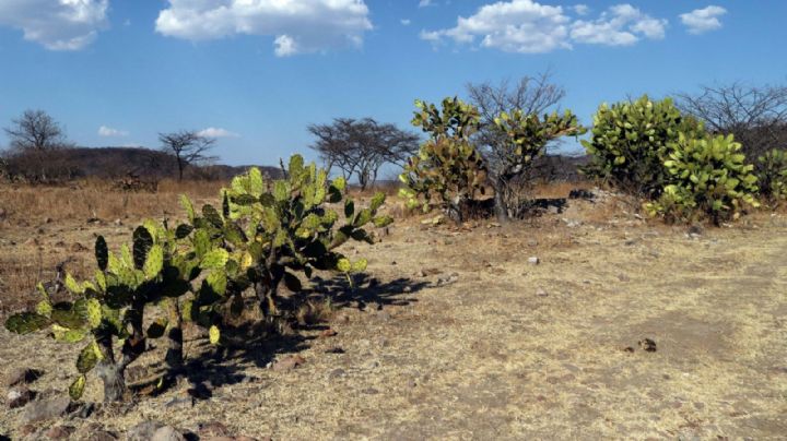La crisis de la biodiversidad