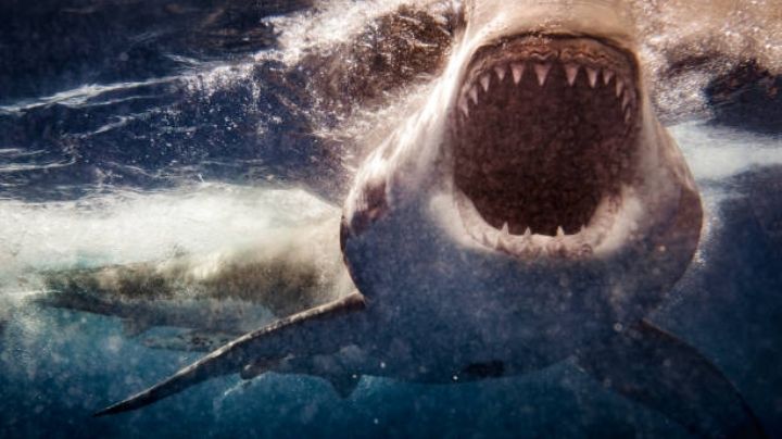 Tiburones blancos, victimas de una bestia marina en Sudáfrica