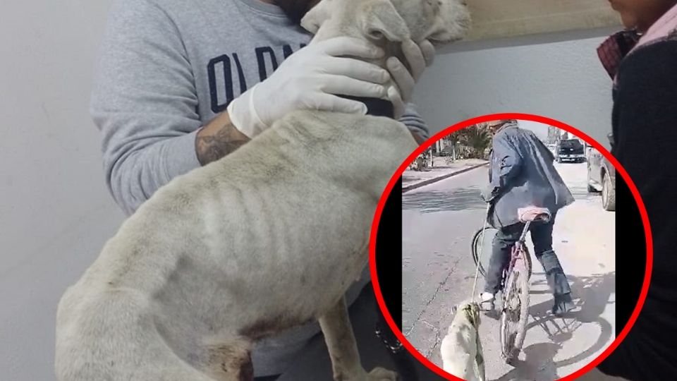 Los hechos fueron grabados por un ciudadano que presenció el calvario de la perrita y trató de advertir al hombre que estaba haciendo daño a su mascota.
