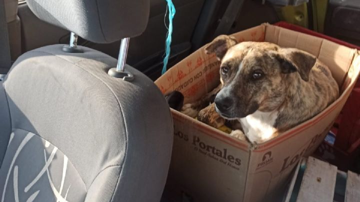 Envenenan a guardiana de refugio de perros La Jauría de Balú; activista pide justicia