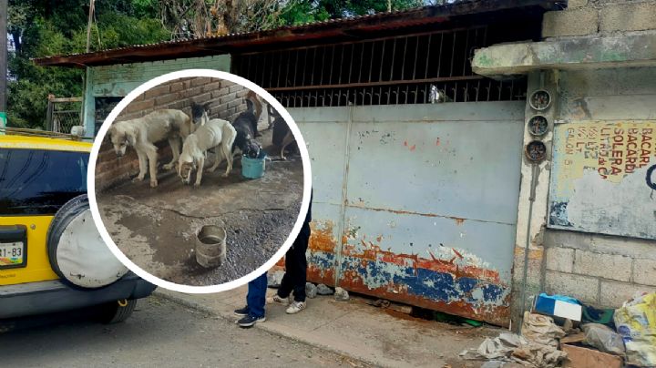 Rescatan a más de 30 perros de casa donde eran sacrificados en Huiloapan