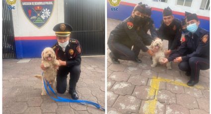 VIDEO: La historia de Canelo, el perrito que logró volver a casa gracias a la SSC