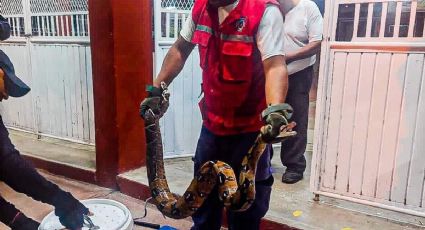 Capturan boa constrictor de 2 metros en secundaria de Cosoleacaque