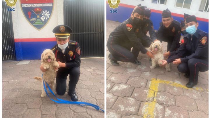 VIDEO: La historia de Canelo, el perrito que logró volver a casa gracias a la SSC