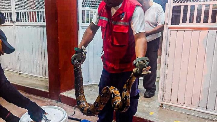 Capturan boa constrictor de 2 metros en secundaria de Cosoleacaque