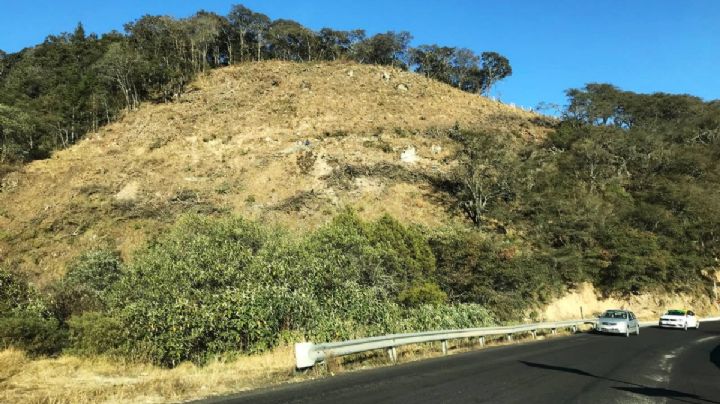 Autopista Mineral del Monte-Huasca: tala de bosque equivale a 29 veces el Estadio Hidalgo