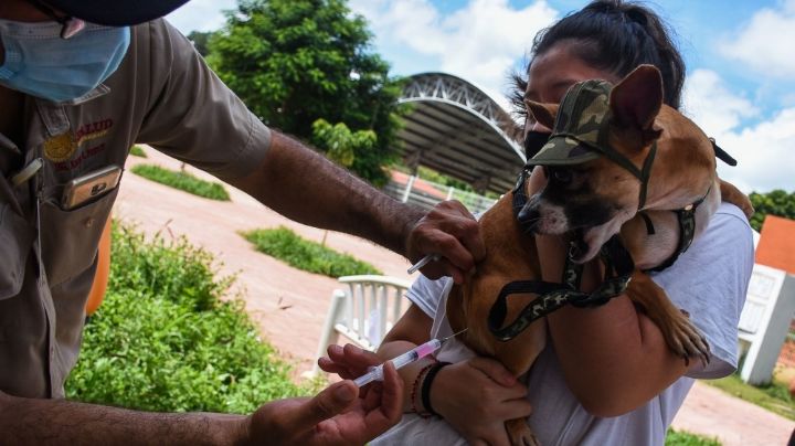 Secretaría de Salud lanza aviso ante aumento de contagios por rabia