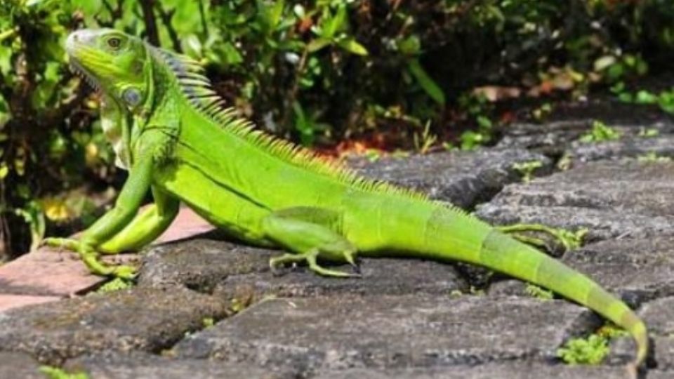 Reportan en Irapuato haber visto a un cocodrilo y resultpo ser una iguana.