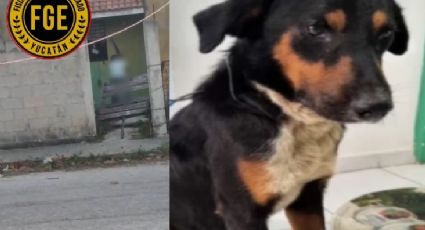 VIDEO: Sujeto golpea a su perro con una tabla; ya lo investigan