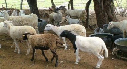 ¿Otra vez el Chupacabras? Amanece ganado muerto en Cuerámaro