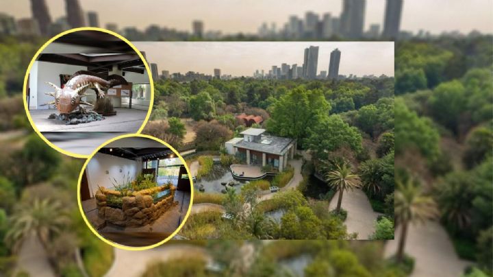 Así puedes preparar tu visita al nuevo Museo del Ajolote en CDMX