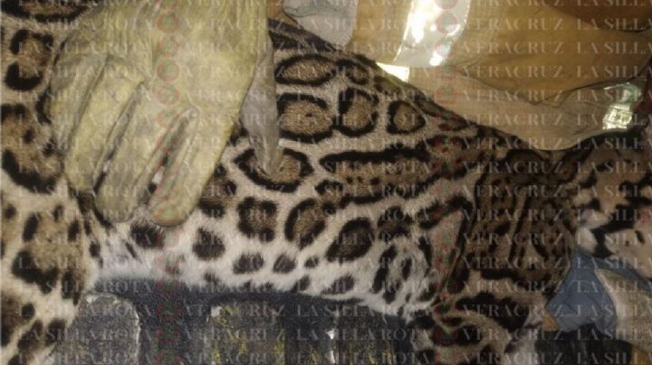 Ocelote muere atropellado en carretera de Cosoleacaque