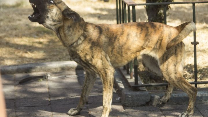 Perro muerde a su dueña; salud confirma que tiene rabia y activa alertas