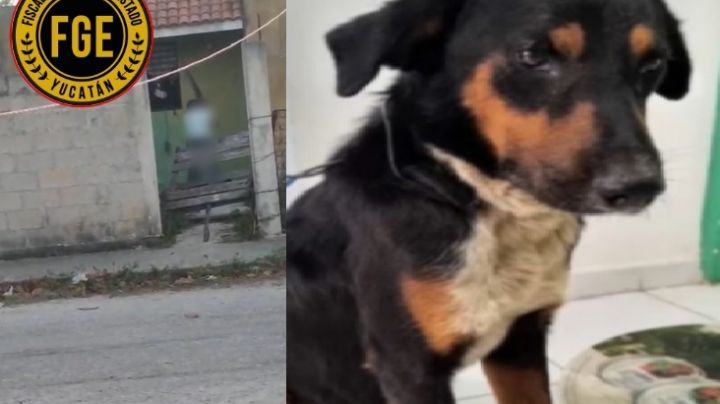 VIDEO: Sujeto golpea a su perro con una tabla; ya lo investigan