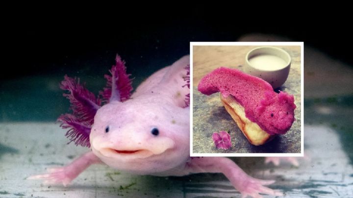 "Wow Xolota", invento jarocho que apoya la conservación del Ajolote