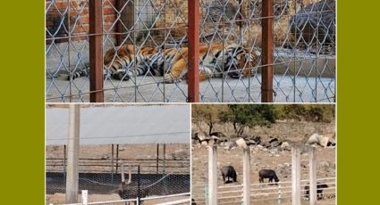 Un tigre de bengala, búfalos y avestruces... aseguran rancho ilegal