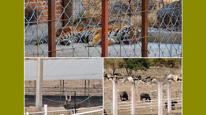 Un tigre de bengala, búfalos y avestruces... aseguran rancho ilegal
