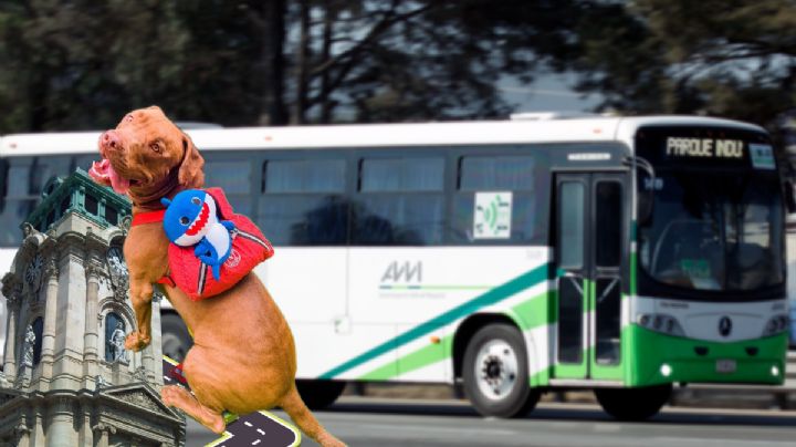 Pitbull sube a un AVM para ver a su dueño, pero viaja hasta Pachuca; aquí la historia viral
