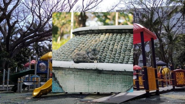 Echan a 300 gatos del Parque Ecológico de Veracruz ¿Qué les harán?