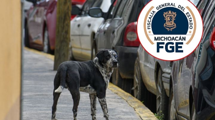 ¡Culpables!: Olga y Noé, a proceso a por envenenar a 4 lomitos