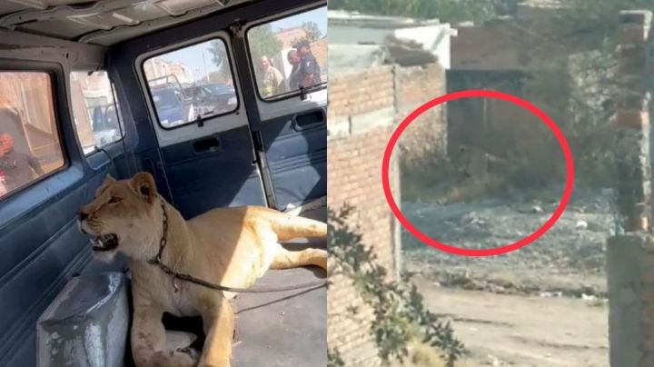 VIDEOS: Leona ataca a mujer y mata a su perro en calles de Aguascalientes; ya fue capturada