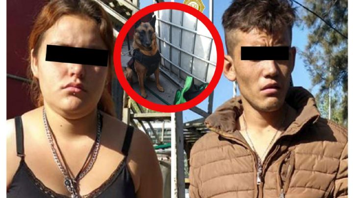 Toshka, la agente canina que llevó a la detención de 2 personas con droga en Indios Verdes