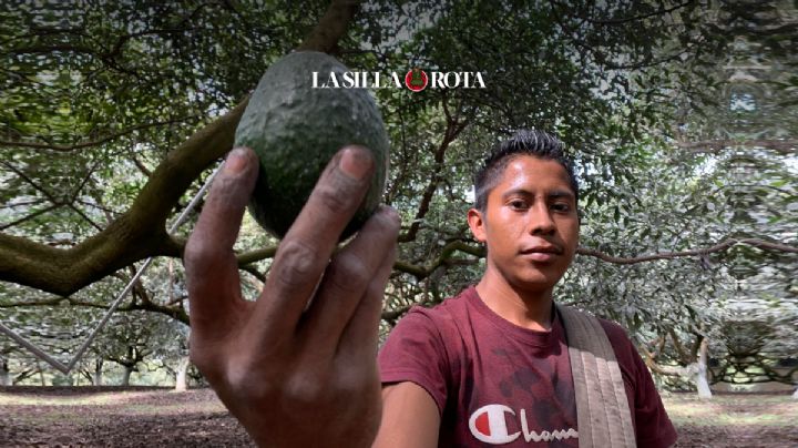 Aguacate, entre crisis y amenazas del crimen, busca revancha en el Super Bowl