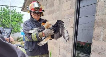 Así fue como los bomberos salvaron a un Caracara en el Edomex