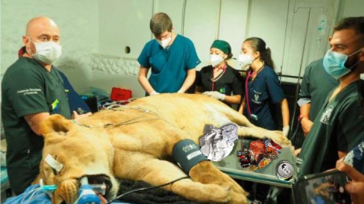 Encuentran más de 2 kilos de plásticos en estómago de leona; fue operada en Pachuca