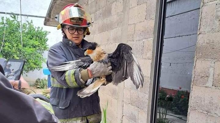 Así fue como los bomberos salvaron a un Caracara en el Edomex