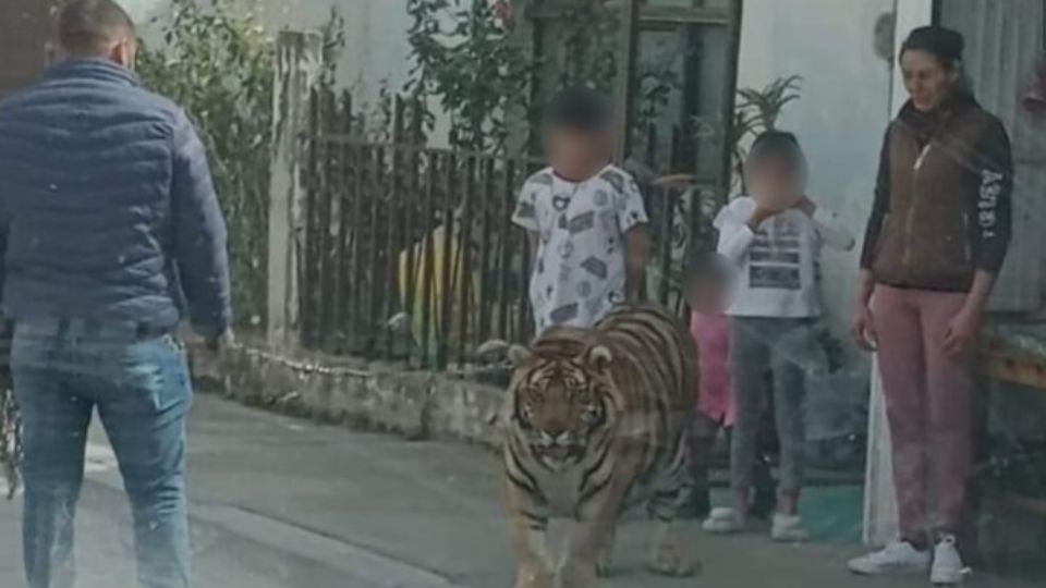 Foto y video del tigre subidos este martes a redes sociales se han hecho virales.