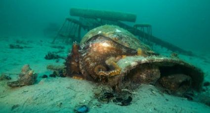 VIDEO TIKTOK: avistamiento de enorme monstruo marino en costas de Canadá