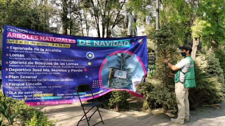 ¿Tirarás tu árbol de Navidad? La alcaldía Miguel Hidalgo te lo cambia por una planta