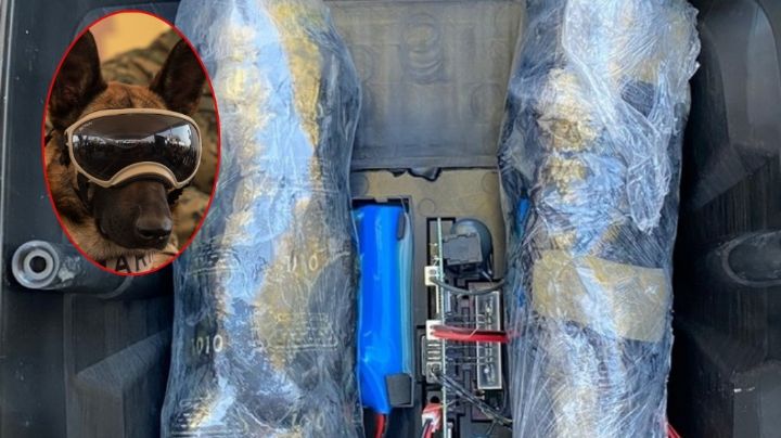 Binomio canino encuentra "cristal" oculto en bocina