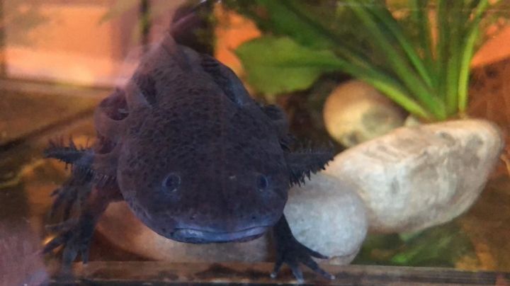 Parque de la Ciencia Sierra Morelos, el mejor lugar para ver ajolotes en Edomex