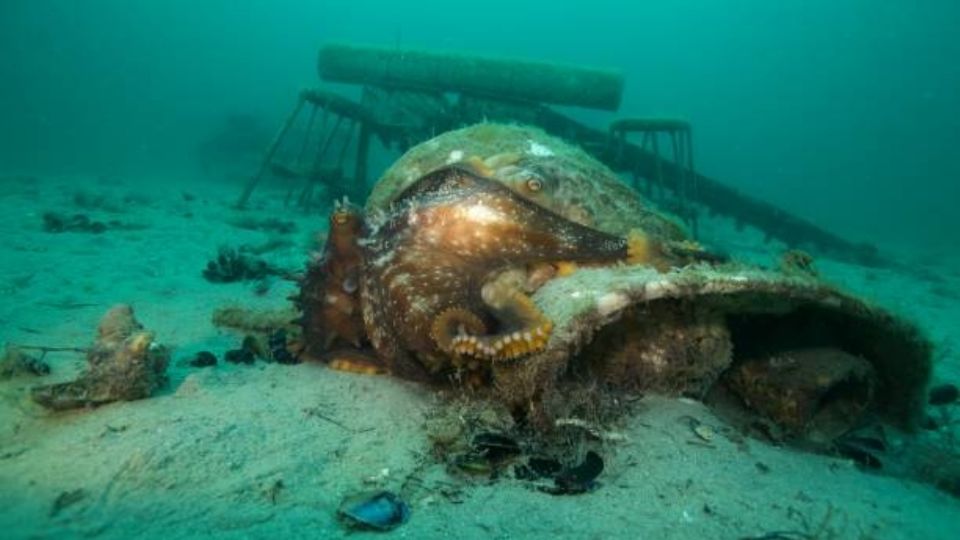 Avistamiento de enorme monstruo marino en costas de Canadá