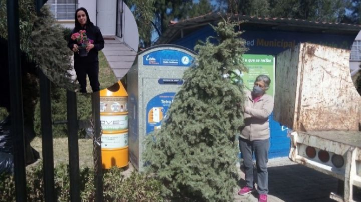 ¿Cómo me deshago del viejo árbol navideño?