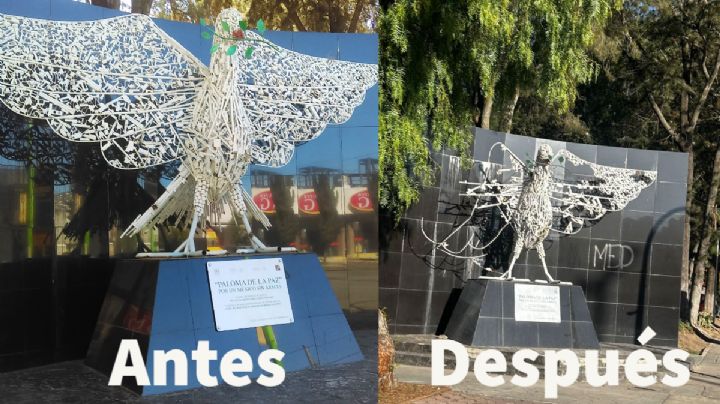 Dejan sin alas a Paloma de la paz en Pachuca | FOTO