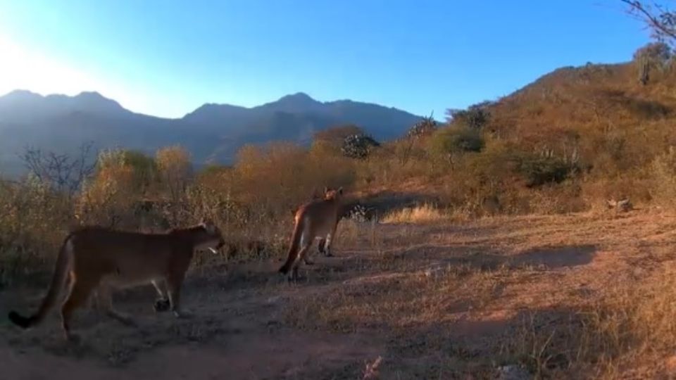 Tres pumas fueron captados en Racho La Onza, dos adelante y uno atrás que los seguía.