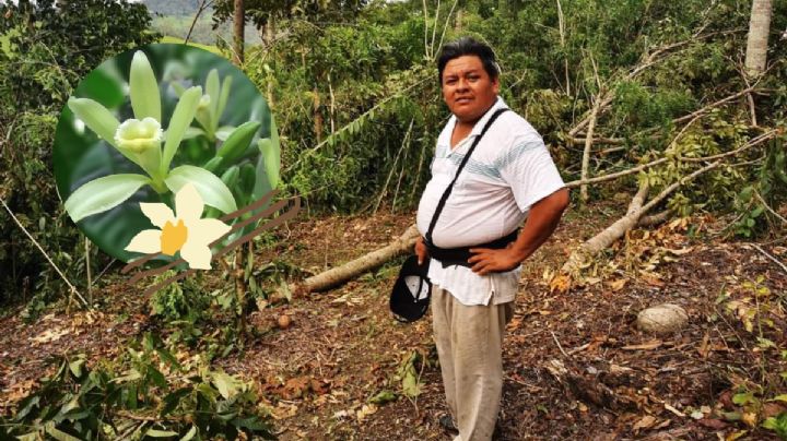 Roban cosecha de vainilla en parcela de Papantla, Veracruz