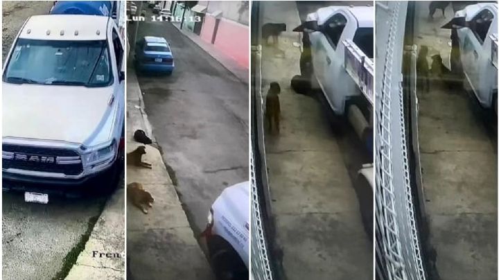 Chofer de gasera atropella intencionalmente a perritos en Pachuca | VIDEO
