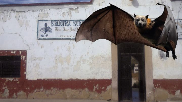 Hallan nido de murciélagos en una biblioteca de Hidalgo