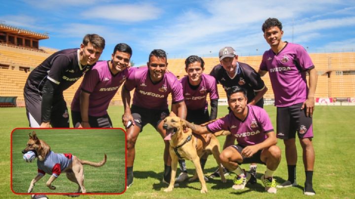 Refuerzo perrón: Alebrijes de Oaxaca adopta a Max, el lomito que se metió a la cancha
