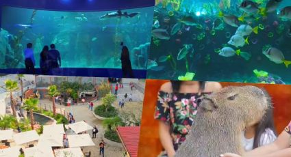 Acuario Michin CDMX: ¿Cómo llegar a Plaza Tepeyac y cómo es el lugar dónde está el nuevo acuario?