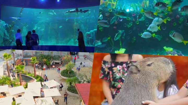 Acuario Michin CDMX: ¿Cómo llegar a Plaza Tepeyac y cómo es el lugar dónde está el nuevo acuario?