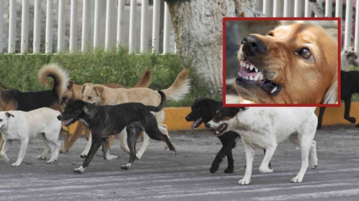 Jauría de perros atemoriza a vecinos de zona poniente en Celaya, atacan a las mascotas