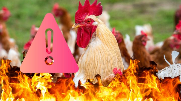 Queman gallos de pelea en rancho de Hidalgo; acusan a grupo armado