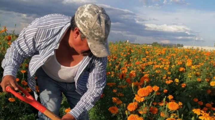 Flores de Doxey, el orgullo hidalguense de las ofrendas del Día de Muertos